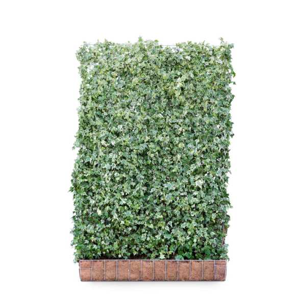 Ivy screen (Hedera helix 'White Ripple') 180cm high 120cm wide (Pre order Oct 22)